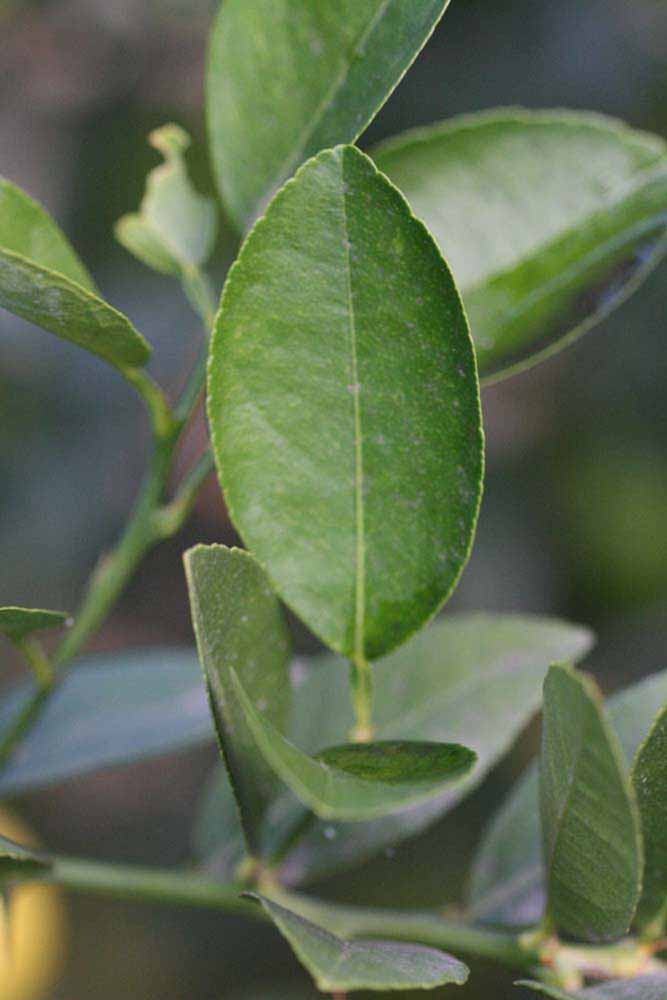            Unifoliolate leaf (Stow #7, Riverside, CA)   